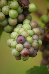 Invaiatura dell uva - Vino