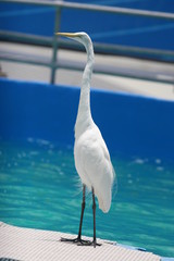 white egret