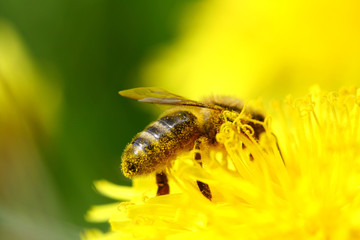 bee