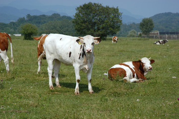 Mucche - Spilimbergo Friuli