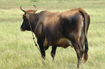 Caw in green grass field
