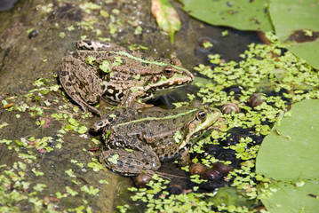 Frog