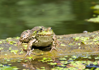 Frog