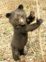 Bear cub