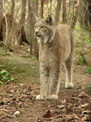 Lynx