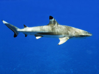requin pointe noire-black tip shark