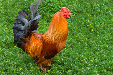 Multicolored cock