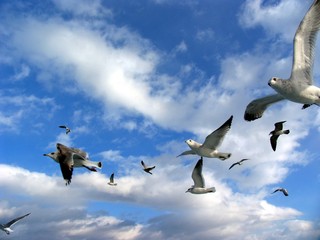 sea gull