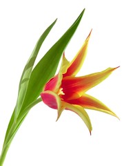 Fototapeta na wymiar red and yellow funny tulip