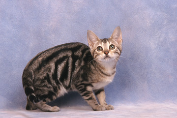 chat  guette Bengale