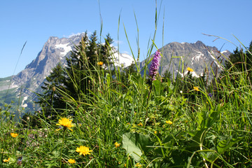 Schweiz
