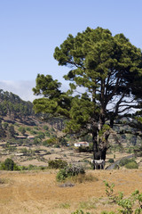 rural landscape with donkey beneath pine tree, El Hierro