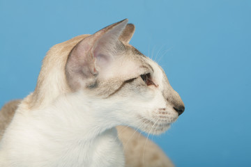 chat portrait  Siamois