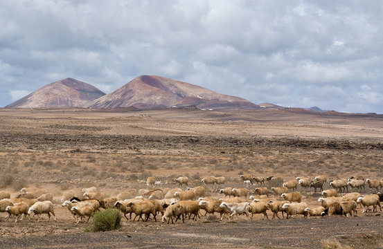 herd of sheep near Montana Blanca, Lanzarote