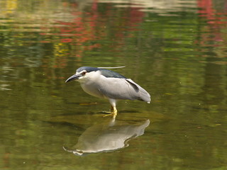 pajaro en charca