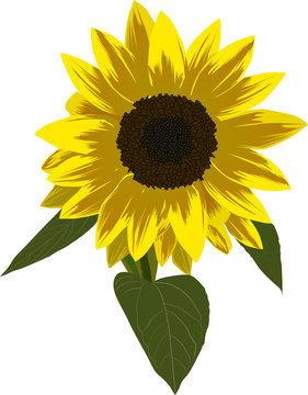 single sunflower illustration