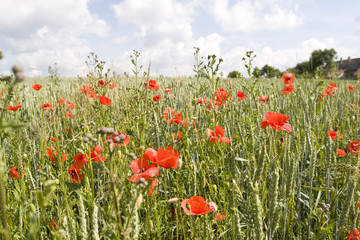 Ein Bett im Kornfeld