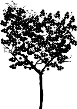 broad-leaved tree silhouette