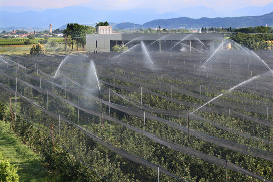 irrigazione del frutteto