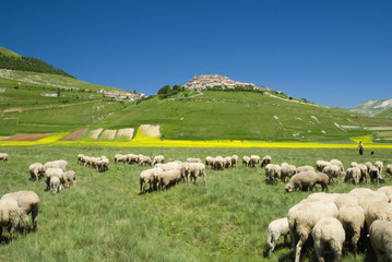 Obraz premium Castelluccio 3