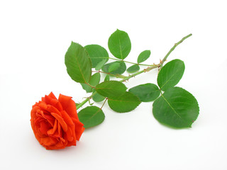 Red rose, symbol of romance