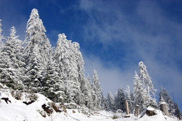 Fototapeta premium Winterlandschaft