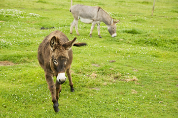 Fototapeta premium Donkeys in farmland