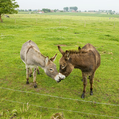 kissing donkeys