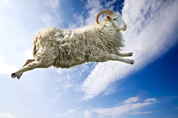 Foto op Canvas Flying Sheep © Tyler Olson