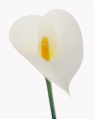 Calla © Friedberg