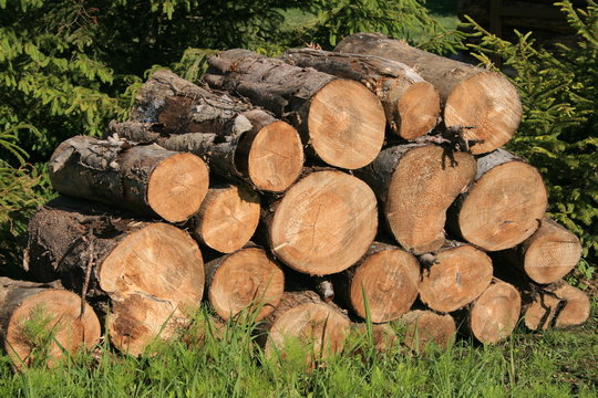 rondins de bois