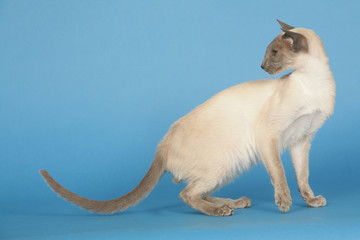 chat  Siamois