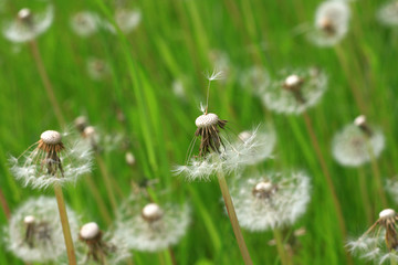 dandelions