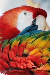 PLUMES