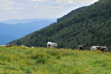 Fototapeta premium Vaches vosgiennes