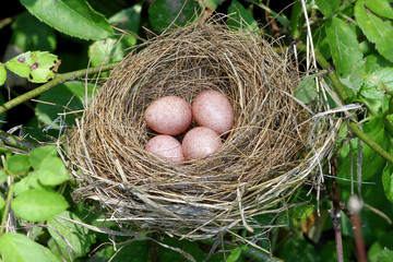 Bird Nest With Four Eggs