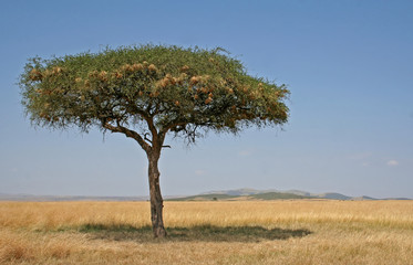 Masai Mara, Massai Mara, Kenia, Ostafrika