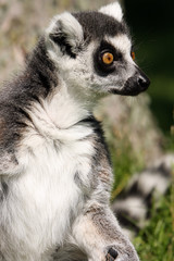 Naklejka na ściany i meble Ciekawy Mężczyzna Lemur