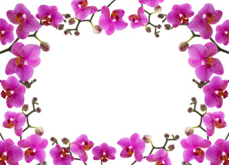 Naklejka na ściany i meble close-up frame of a beautiful orchid on white background