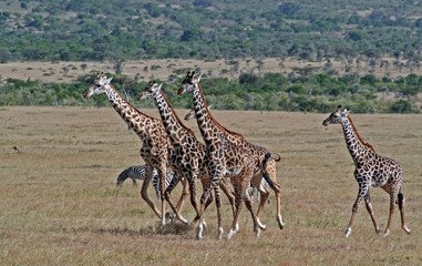Giraffenherde, Giraffengruppe, Afrika