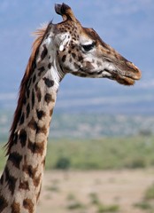 Giraffe in der Masai Mara, Kenia