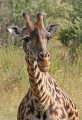 Giraffe in der Masai Mara, Kenia