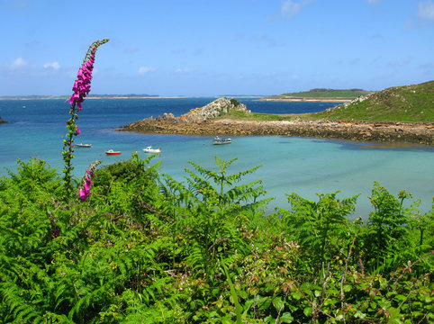 Wild foxglove and fern, St. Agnes and Gugh, Isles of Scilly.
