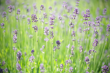 Lavender stems