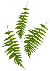 Fern Simplicity