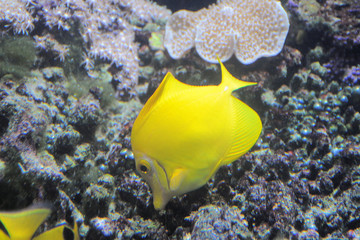 Aquarium