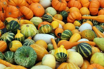 Pumpkins and squash background
