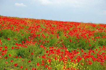 red poppy flowers - Papaveraceae Papaver rhoeas