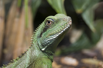 green lizard