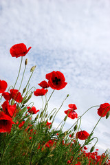 red poppy flowers - Papaveraceae Papaver rhoeas